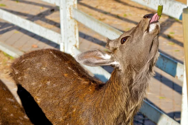 Deer eat the foliage. — Stock Photo, Image