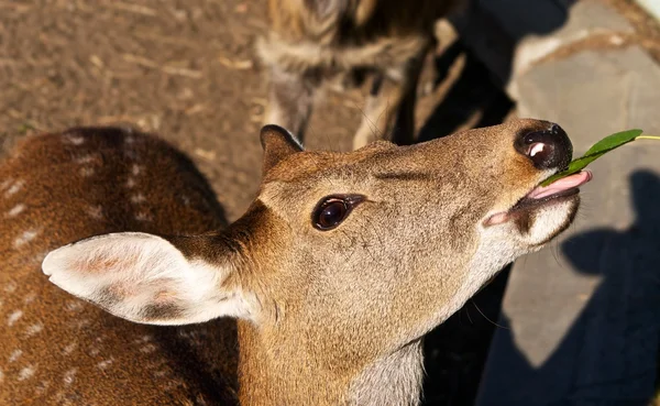 Los ciervos del bosque comen el follaje . — Foto de Stock