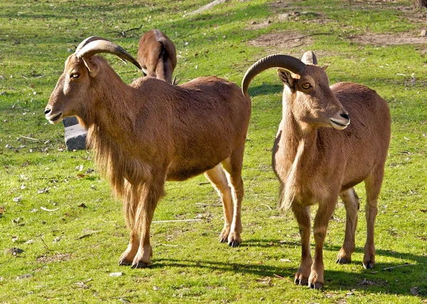 Cabras em um prado ensolarado . — Fotografia de Stock