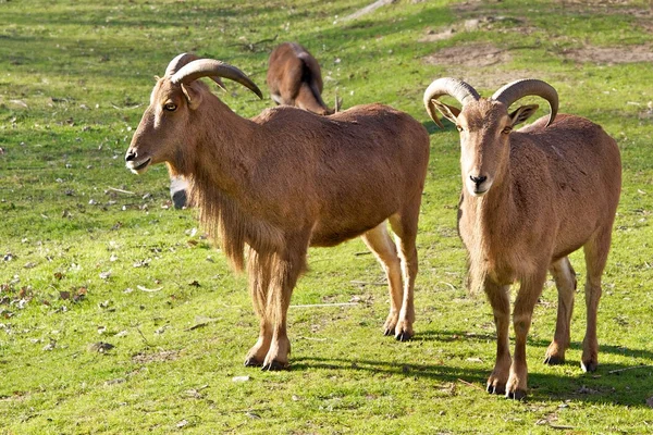 Cabras de montanha em um prado ensolarado . — Fotografia de Stock