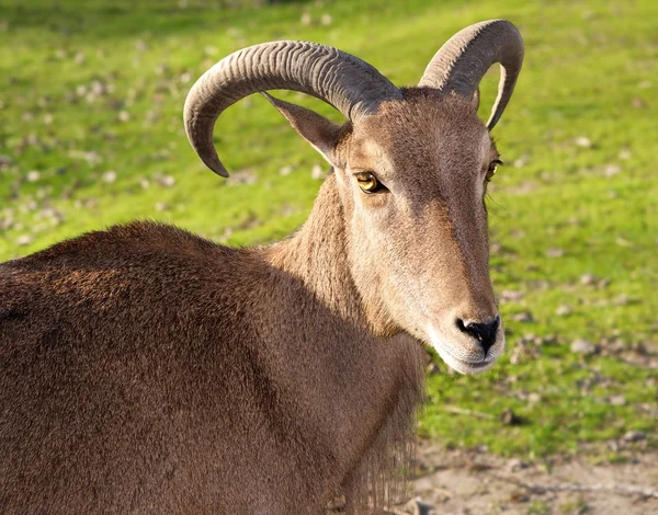 Goldene Ziege. — Stockfoto