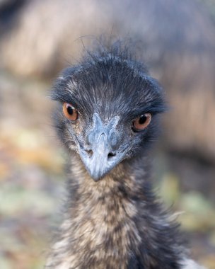 emu tanışın.