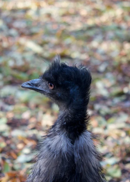 Conoce al emú . — Foto de Stock