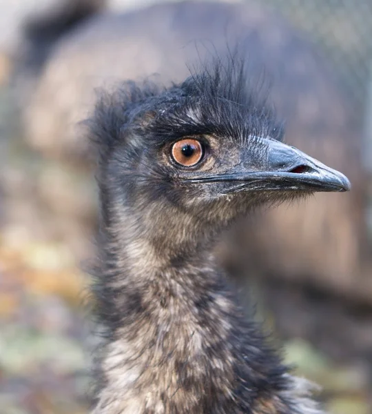 Splnění emu. — Stock fotografie