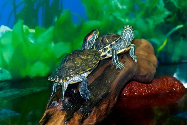 Schildpadden op vakantie. — Stockfoto