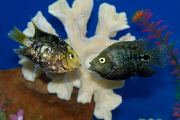 Conversa entre os dois peixes . — Fotografia de Stock