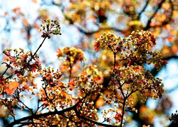 Floração — Fotografia de Stock