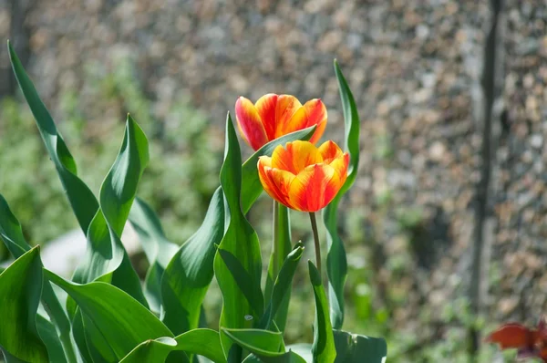 Variegated tulips — Stock Photo, Image