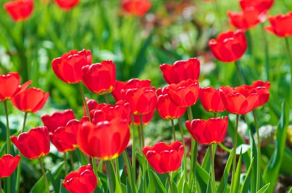 Glade tulips — Stock Photo, Image