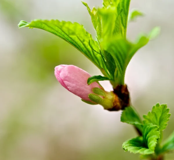 Spring bud. — Stock Photo, Image