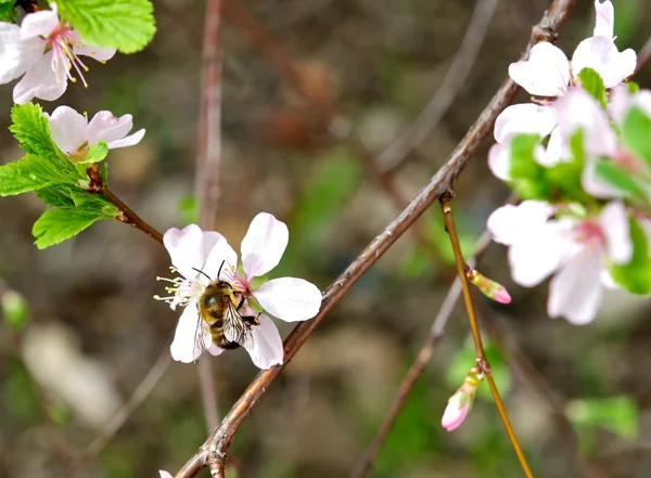 Honey spring. — Stock Photo, Image