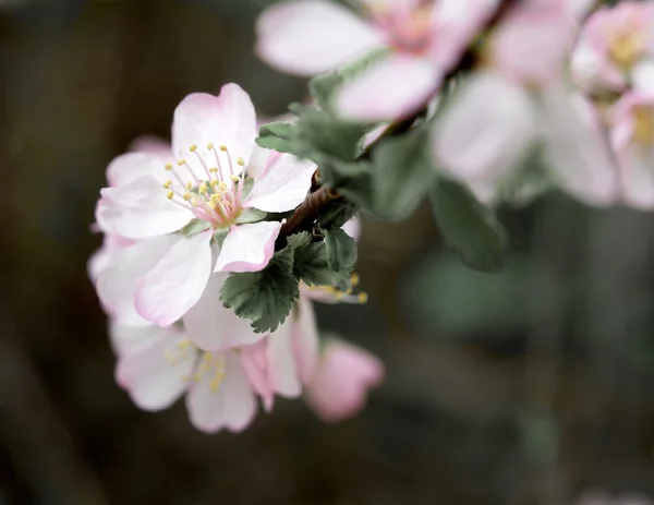 O aroma da primavera . — Fotografia de Stock