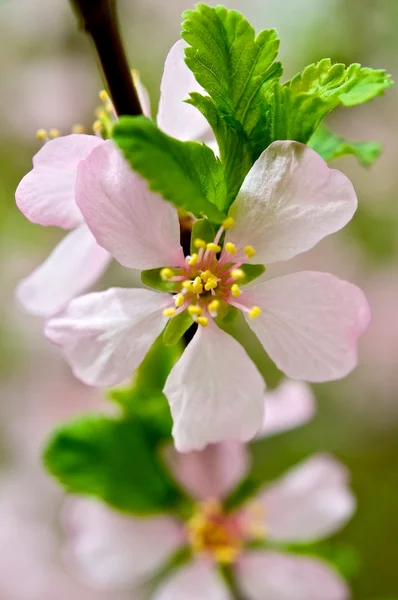 Spring fragrance. — Stock Photo, Image