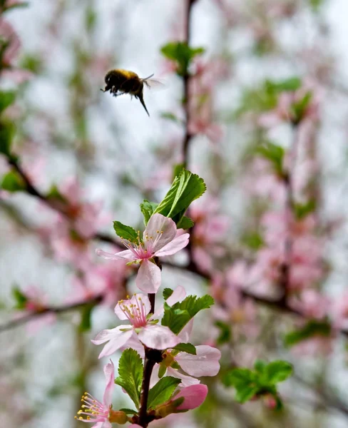 Honey tastes of spring. — Stock Photo, Image