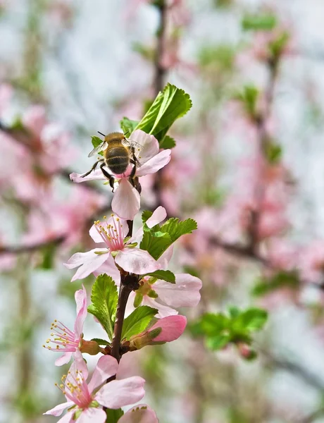 Honey tastes of spring. — Stock Photo, Image