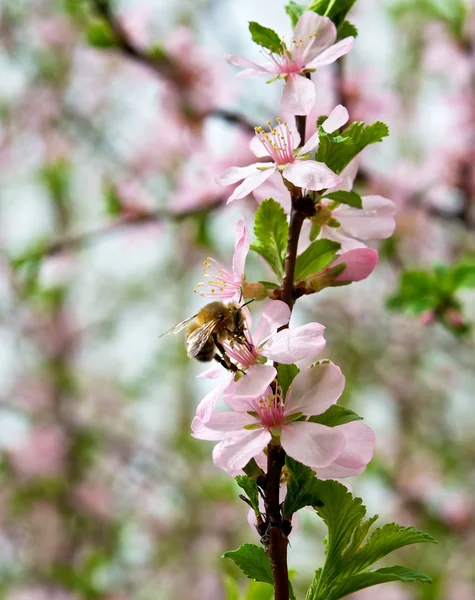Il dolce profumo della primavera . — Foto Stock