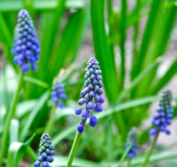 As flores azuis — Fotografia de Stock