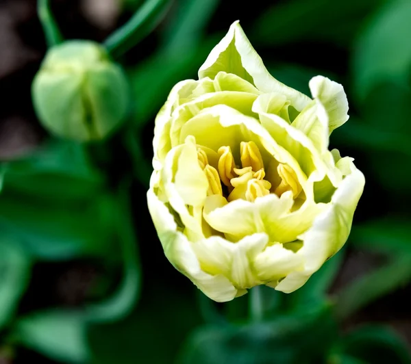 Tulipa amarela com um botão — Fotografia de Stock