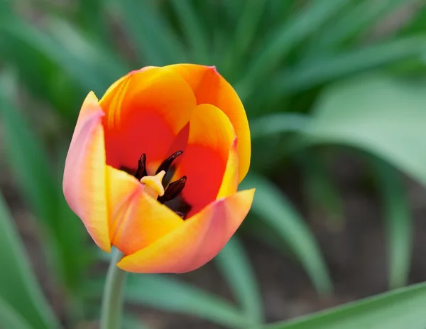 The spring tulip — Stock Photo, Image