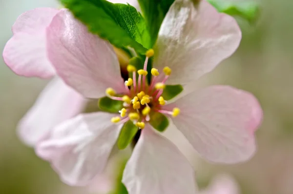 Flor de primavera . Imagen de stock