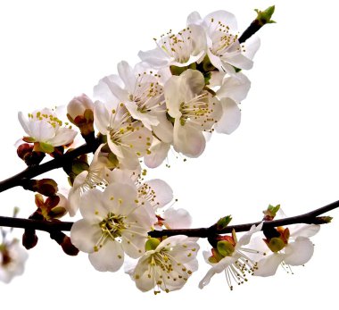 The branch of flowering apricot clipart