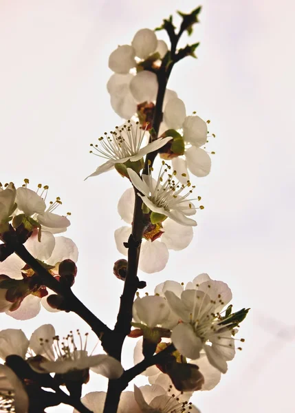 Bahar çiçekkwitnące wiosną — Stockfoto