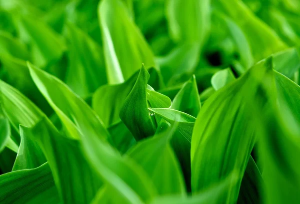 stock image Spring sprouts