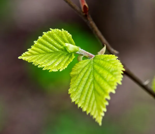 stock image The first spring leaves