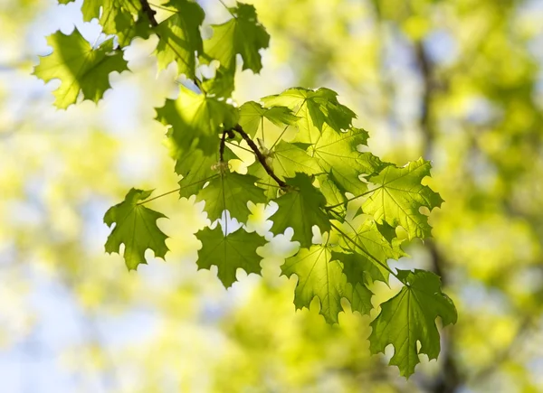 Spring maple — Stock Photo, Image