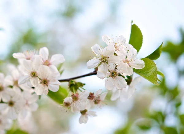 Весна дерев — стокове фото