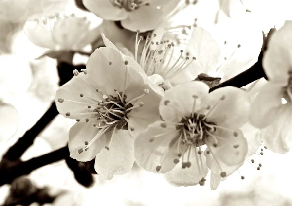 Alperce florido — Fotografia de Stock