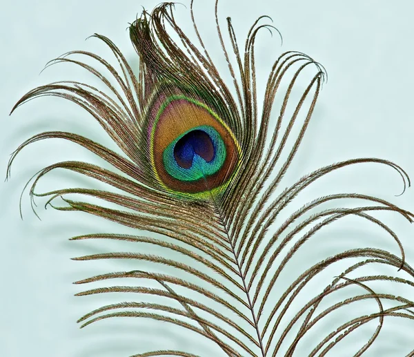 Peacock feather hafif bir arka plan üzerinde. — Stok fotoğraf