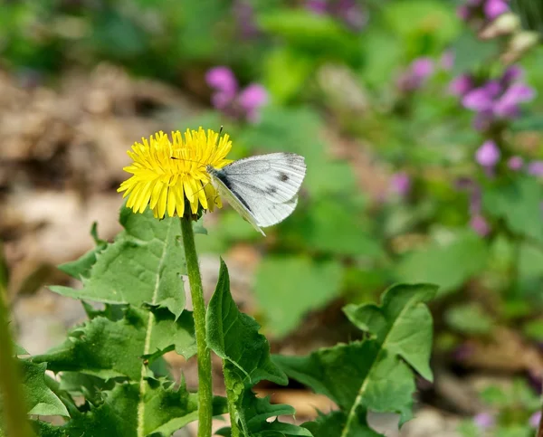Motyl na dandelion — Zdjęcie stockowe