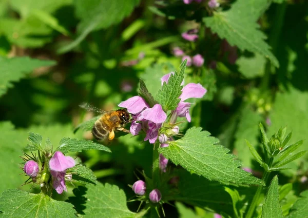 Пчела на весеннем лугу — стоковое фото