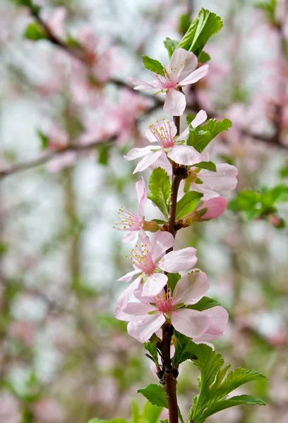 The branch of a flowering tree — Stock Photo, Image