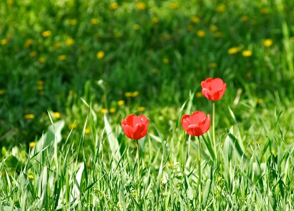 stock image Red tulips on a green meadow