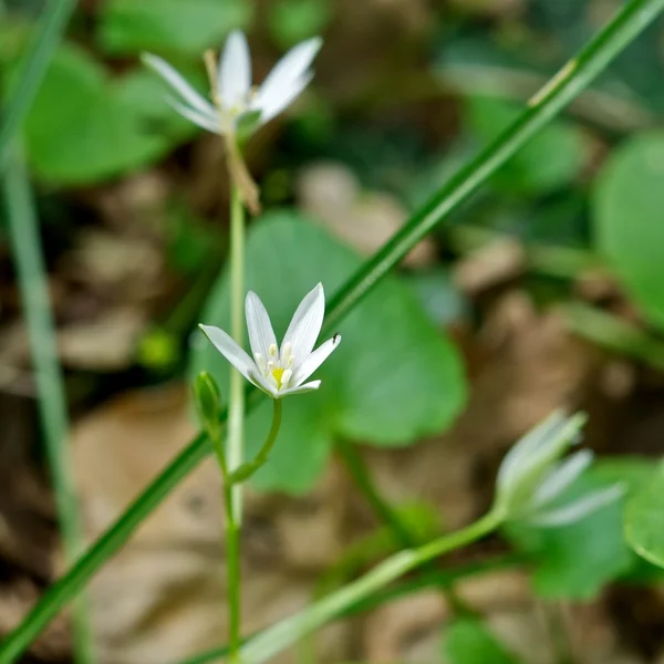 Voorjaar bloem — Stockfoto