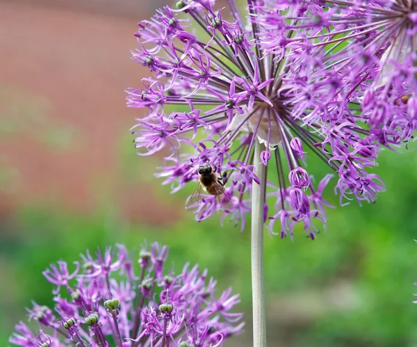 Mor çiçek arıya — Stok fotoğraf