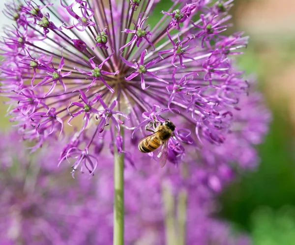 Un'ape su un fiore — Foto Stock