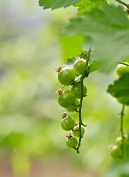 Gröna vinbär — Stockfoto