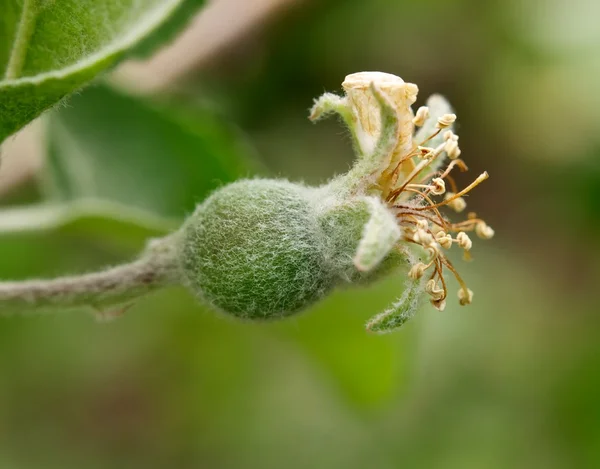 Manzana joven — Foto de Stock
