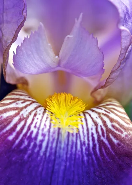 Bir iris yaprakları. — Stok fotoğraf