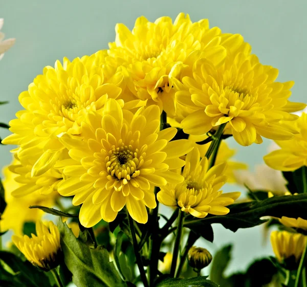 Flores amarillas Imagen de stock