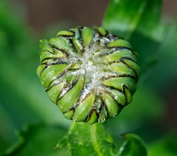 芽のヒナギク — ストック写真