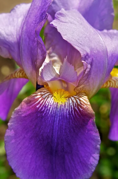 Tavaszi iris — Stock Fotó