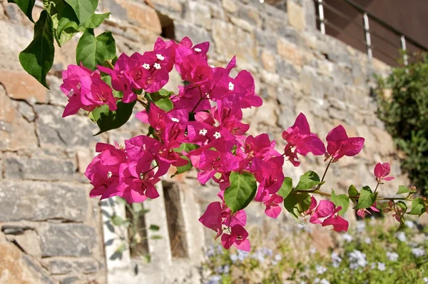 The aroma of Crete. — Stock Photo, Image