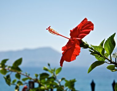 Nature in Greece. clipart