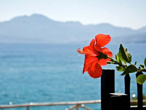 The aroma of Greece. — Stock Photo, Image