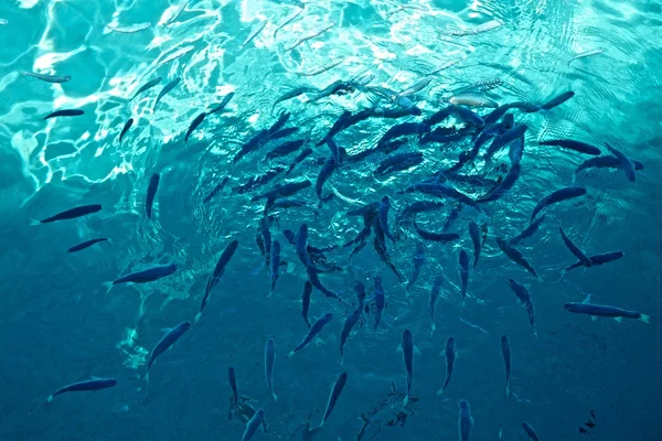 Fish flock. — Stock Photo, Image
