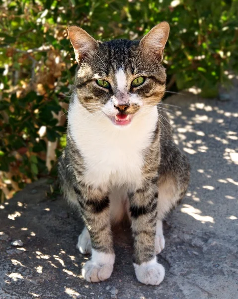 stock image Smiling cat.